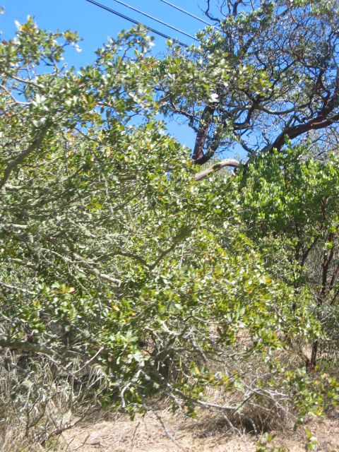 Los Angeles 2006 016.jpg