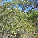 Los Angeles 2006 016.jpg