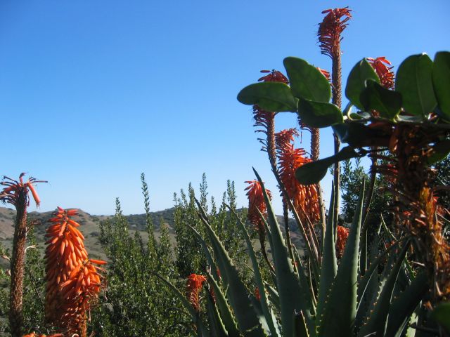 Los Angeles 2006 025.jpg