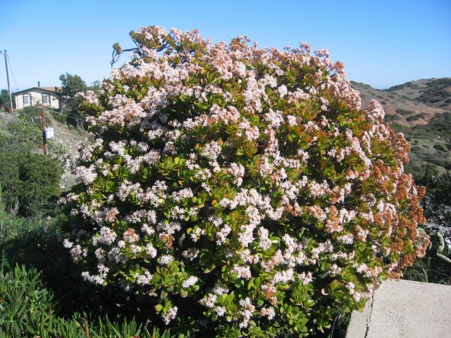 Los Angeles 2006 026.jpg