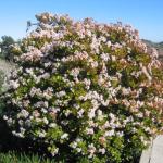 Los Angeles 2006 026.jpg