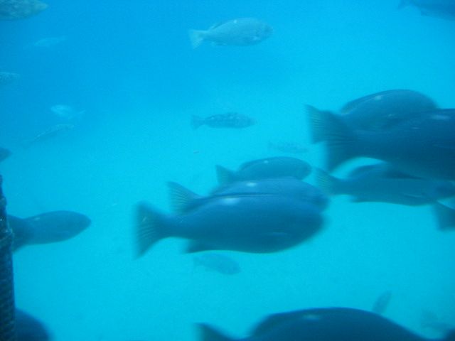 Los Angeles 2006 042.jpg