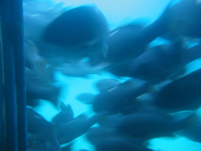 Los Angeles 2006 044.jpg