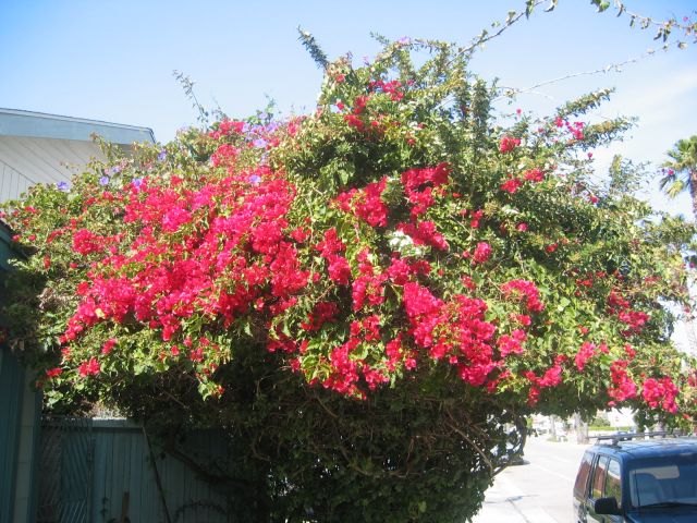 Los Angeles 2006 150.jpg