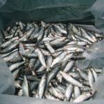 Los Angeles 2006 314.jpg