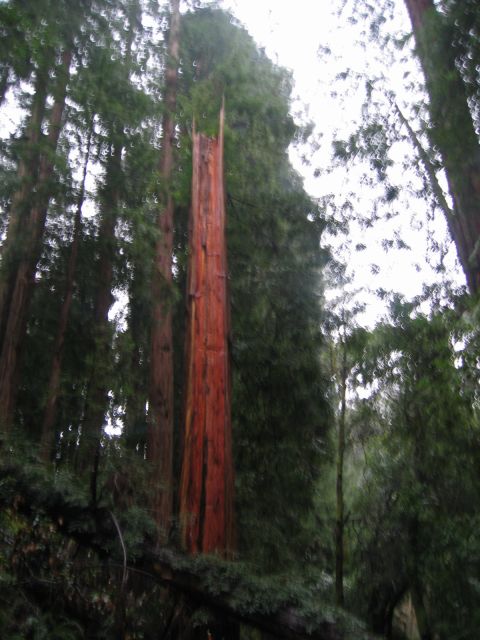 Los Angeles 2006 420.jpg