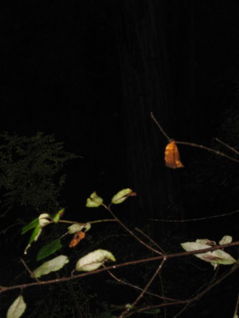 Los Angeles 2006 423.jpg