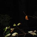 Los Angeles 2006 423.jpg