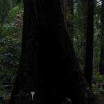 Los Angeles 2006 432.jpg