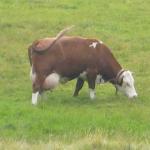 img_2424.jpg