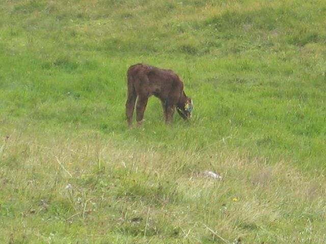 img_2425.jpg