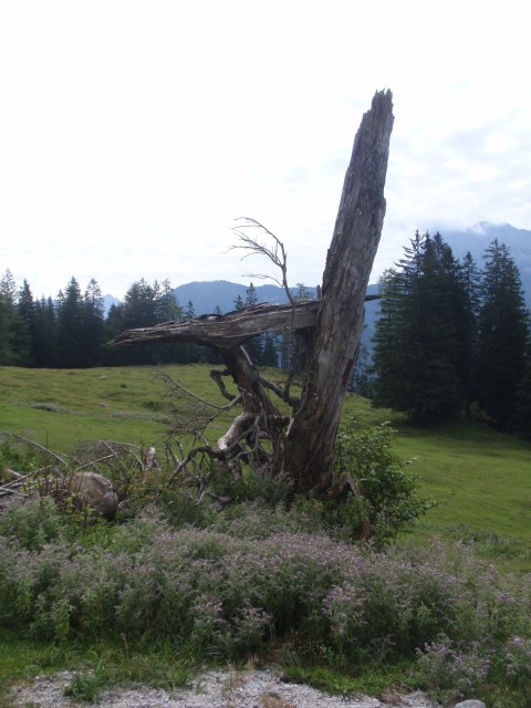 Buchsteinrunde20100818_11.JPG