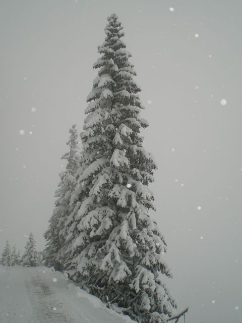 Winterlandschaft am Hahnenkamm