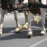 IMG_0964.JPG