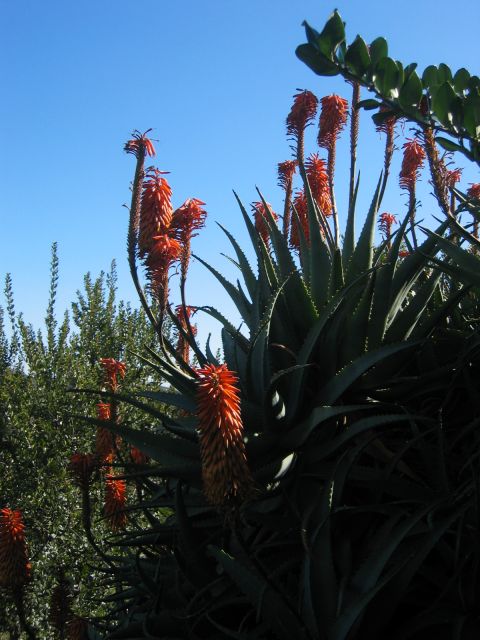 Los Angeles 2006 024.jpg