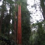 Los Angeles 2006 420.jpg