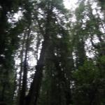 Los Angeles 2006 425.jpg