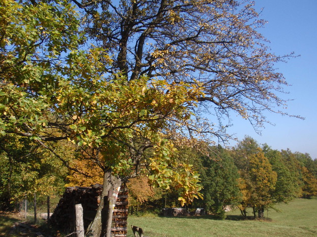 PA101783.jpg