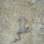 dsc03091.jpg